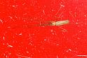 Tetragnatha_montana_D4840_Z_88_Les Gris_Frankrijk